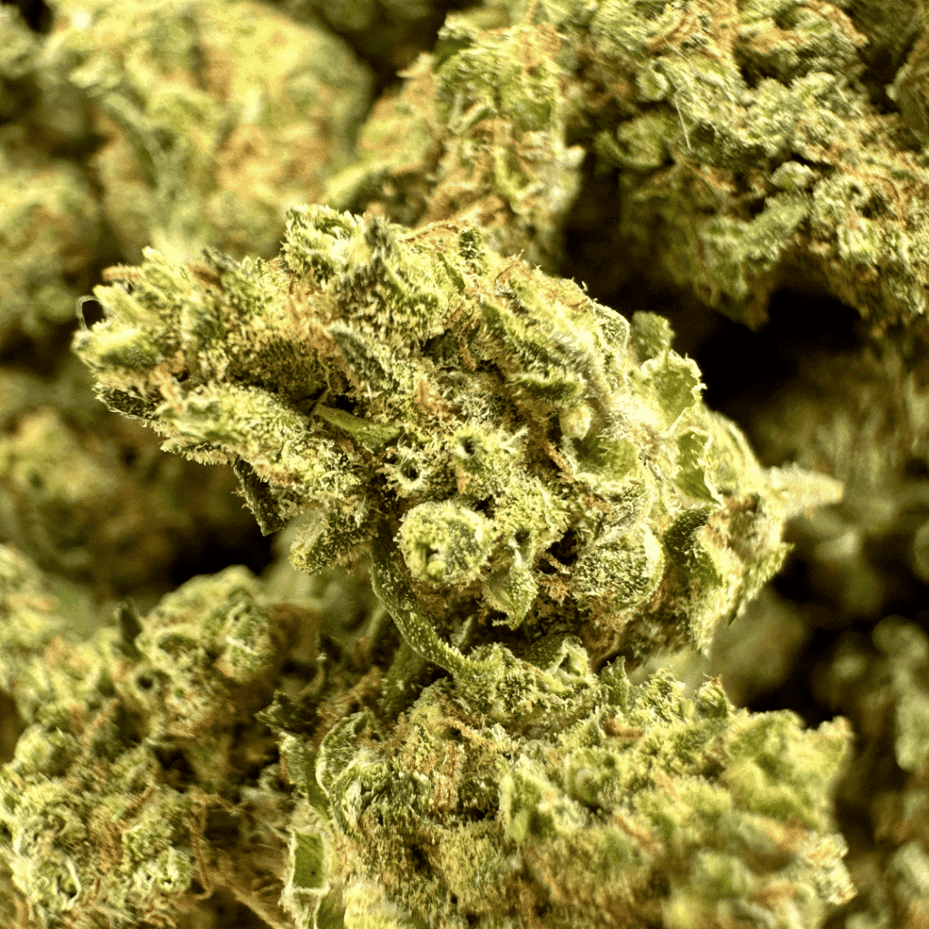 Mini Buds CBD Indoor - Buy Online - Orange Sherbet