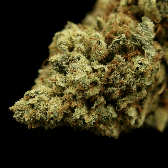 Flor de CBD Super Silver al por mayor - Imagen 3