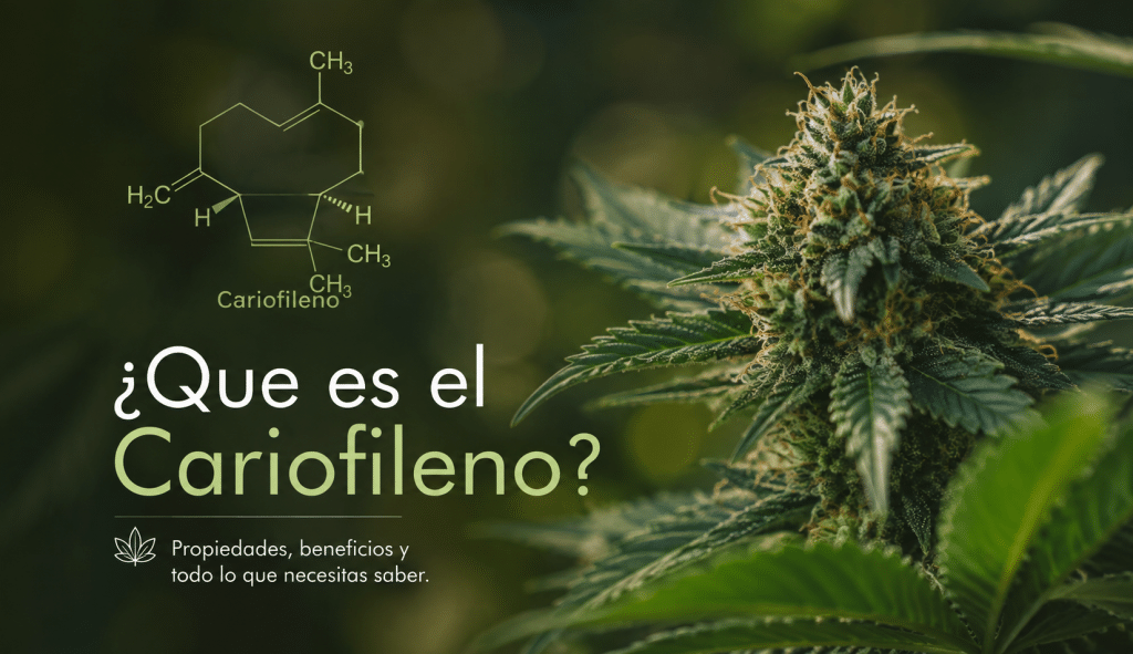 que es el cariofileno