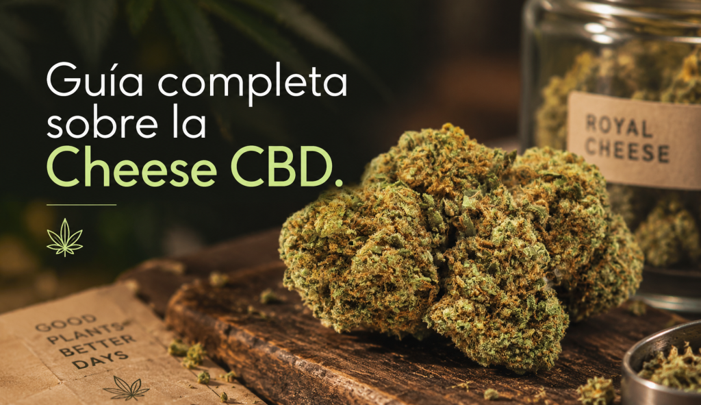 flor de cbd cheese guia completa
